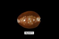 藏品(雪山寶螺)的圖片